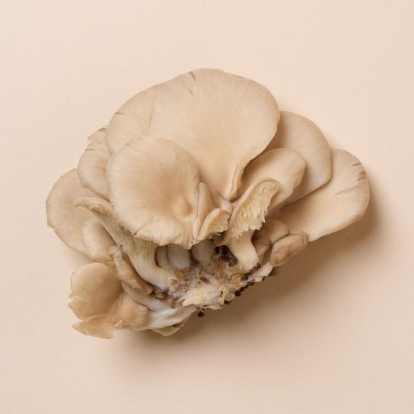 4176 mushroom 670mm×580mm NEW dg-40873801-1
