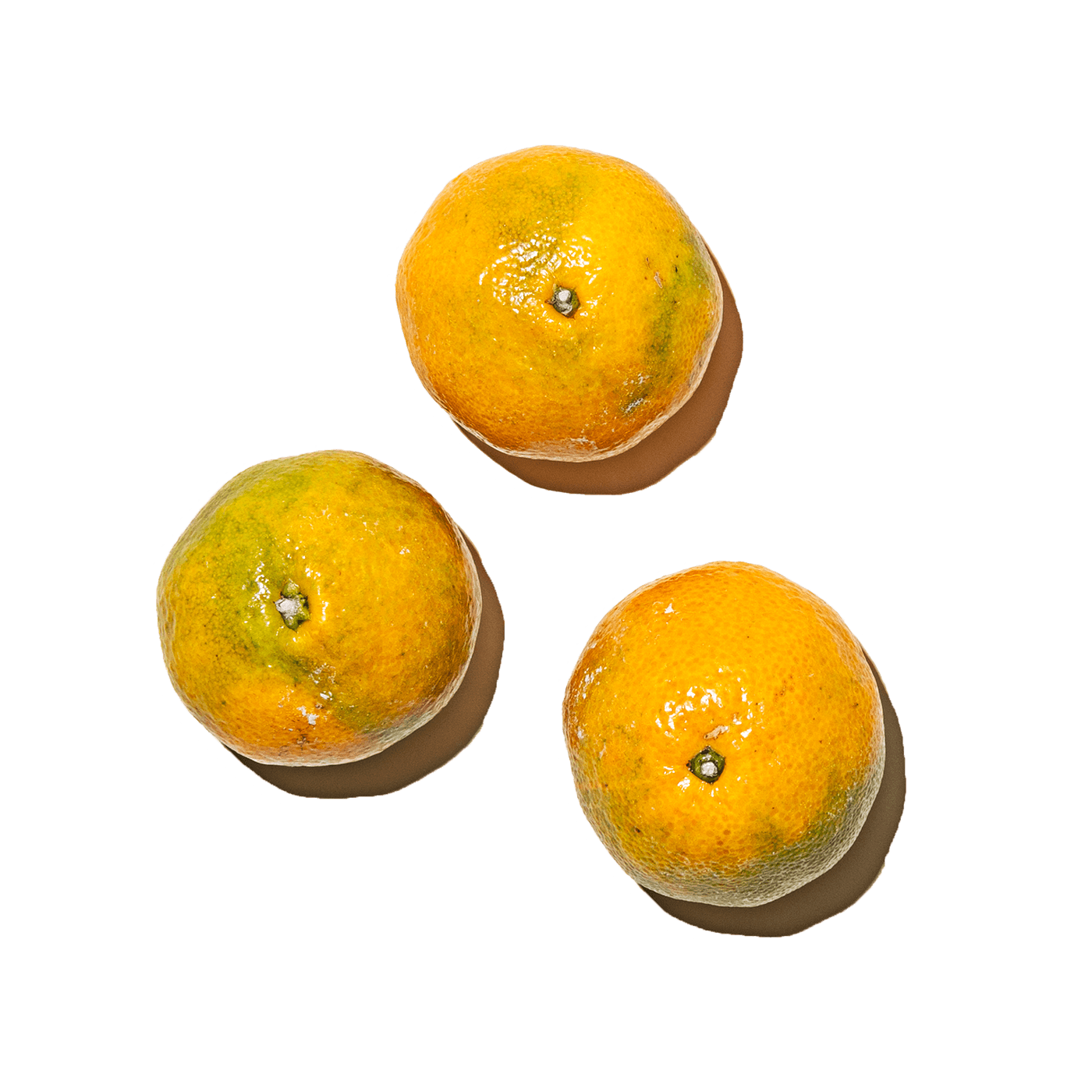 Get Genuine Georgia Southern Satsuma Mandarin Oranges