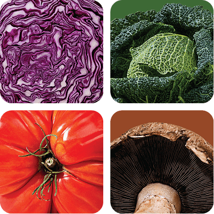 Closeup images of a purple cabbage, a tomato, kale, and a mushroom