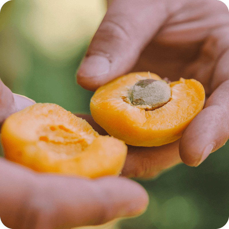 Image of hands holding a cut open apricot