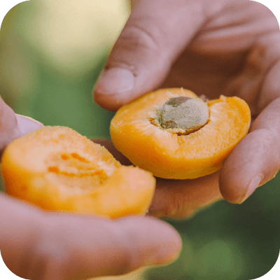 Image of hands holding a cut open apricot