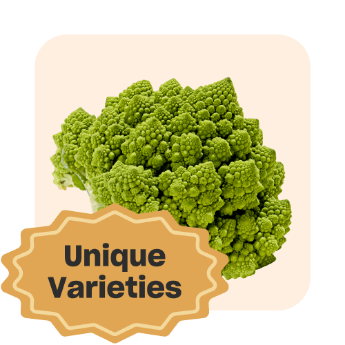 Image of romanesco