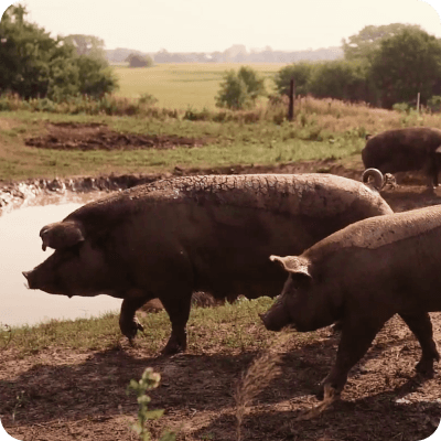 Image of pigs on a farm
