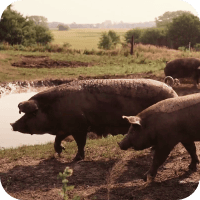Image of pigs on a farm