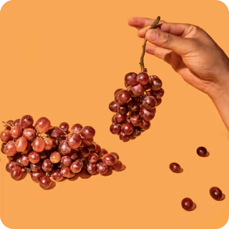 Person's hand holding a bunch of purple grapes